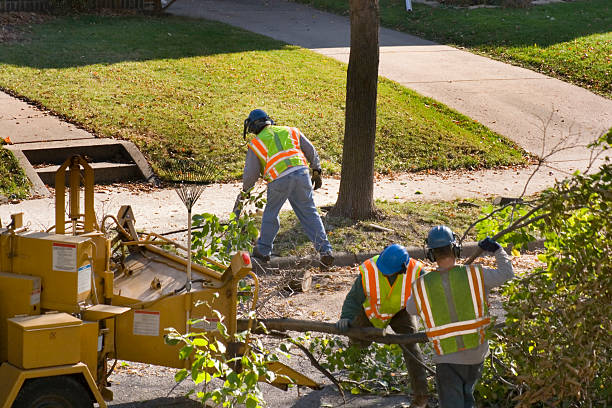 Best Tree Removal Services  in Rialto, CA